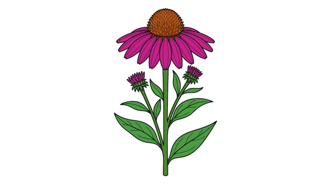 Purple echinacea flower illustration with green leaves on white background