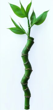 curved segmented green bamboo stalk with vibrant leaves on a clean white background evoking calm and renewal