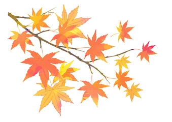 Fototapeta premium シンプルな枝付き紅葉のイラスト 水彩風
