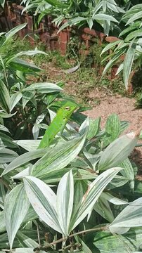 Close up of a vibrant green lizard camouflaged on tropical foliage in a natural garden setting-Vertical.