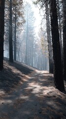 Fototapeta premium Post-Wildfire Forest Path: Charred Trees, Ashy Ground & Misty Haze