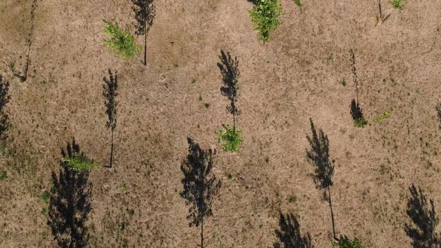 Vue A&eacute;rienne Z&eacute;nithale d'une Plantation de Jeunes Peupliers et Ombres Port&eacute;es