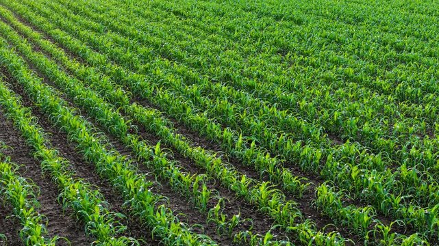 Green maize plants covering farmland in organized cultivation lines. Aerial perspective over young corn field with emerging crops and managed agricultural terrain. Agronomy field monitoring and large