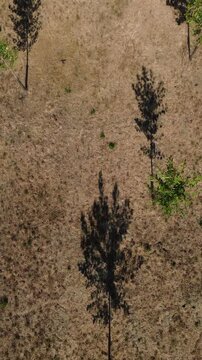 Vue Verticale de Drone &agrave; 90 Degr&eacute;s sur une Plantation de Jeunes Peupliers