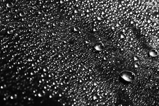 Macro view of water droplets scattered across a black surface, featuring a natural moisture texture and abstract dark background.