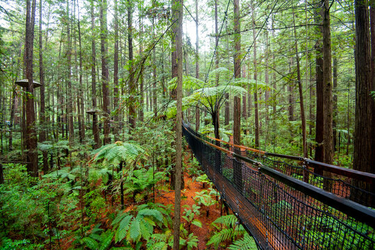 Redwoods Treewalk in Rotorua - New Zealand