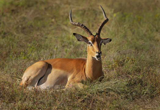 Adult male impala resting on the Savannah