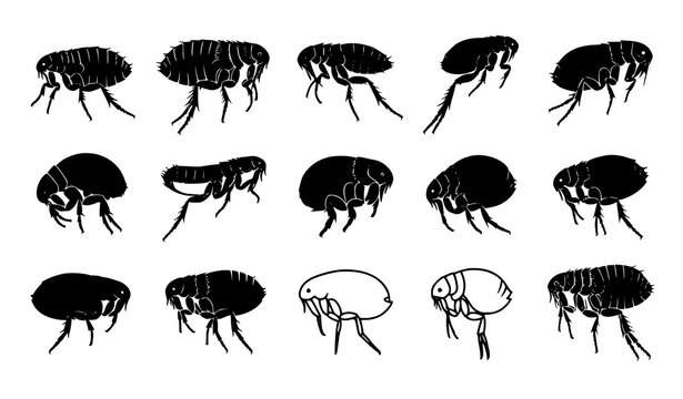 Flea Silhouette Collection Isolated On White With Detailed And Outline Insect Icons For Pest Control Illustrations