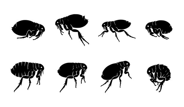 Flea Silhouette Vector Set Showing Insect Anatomy Side View Black Icons For Pest Control And Science Design