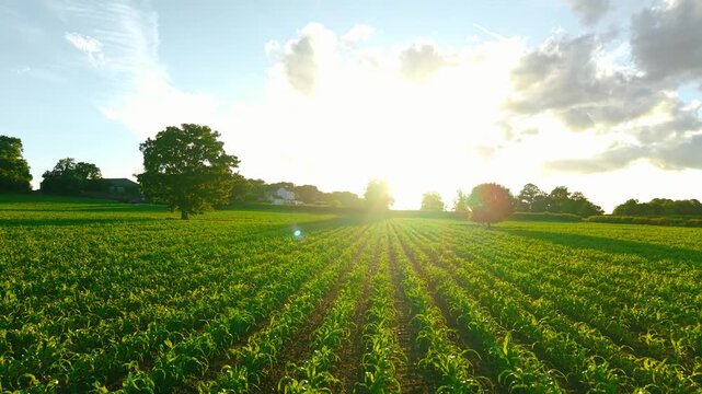 Young corn field illuminated by golden sunset light across fertile farmland. Evening sun shining over growing maize rows and productive agricultural land. Rural farming landscape and crop cultivation