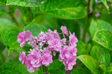 Naklejka premium Close up of beautiful pink double petal hydrangea flowers blooming with green leaves in rainy season background
