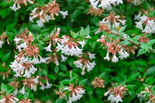 Close up of white abelia grandiflora flowers with green leaves blooming in summer park background