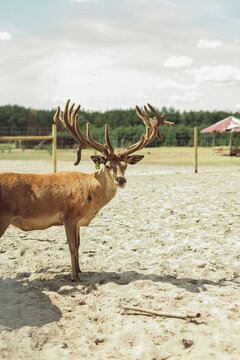 Majestic deer with massive velvet antlers standing in open enclosure