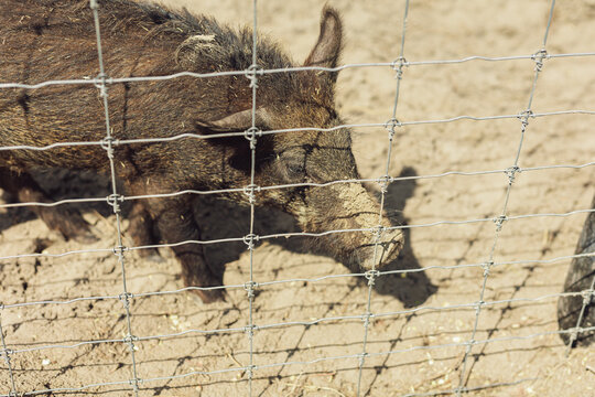 Wild boar or pig standing behind wire mesh fence in enclosure