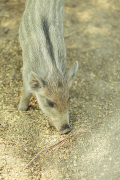 Cute striped wild boar piglet foraging on ground