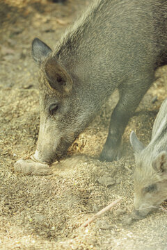 Wild boar with its cute striped piglet foraging together on ground