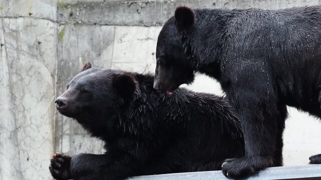 飛騨高山の奥飛騨にあるクマ牧場にいる可愛い熊の様子