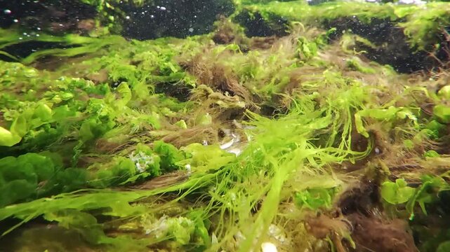 Close up of green seaweeds Cladophora with Sea lettuce (Ulva lactuca) and red algae Polysiphonia swaying in a turbulent current during high tide in a coastal area, slow motion. 