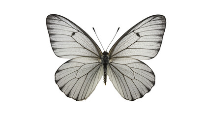 Isolated Black-veined White butterfly with detailed transparent wings and intricate venation. © ROCKETX