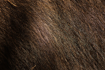 Extreme close up texture of dark brown thick mammal fur showing fine hair details and natural sheen. Stock photo © Timur Abasov