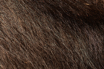 Extreme close up texture of dark brown thick mammal fur showing fine hair details and natural sheen. Stock photo © Timur Abasov