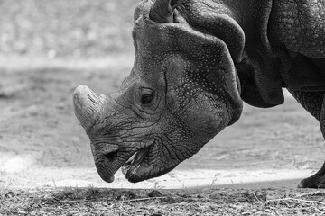 Monochromatic side profile portrait of a rhino with a prominent horn chewing food outdoors. Stock photo © Timur Abasov