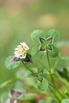 Diagonal composition of four-leaf clover and flower
