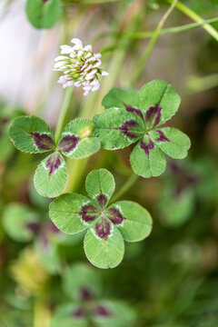 Three-leaf, four-leaf and five-leaf clovers together