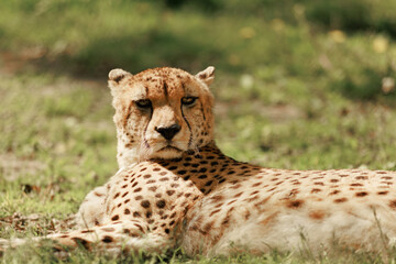 Full body view of a wild cheetah lying on green grass, turning its head to look directly at the camera. Stock photo © Timur Abasov