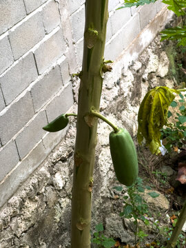 Unripe Papaya Growing on Tree Trunk