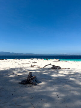 Sandy Beach With Driftwood and Ocean View