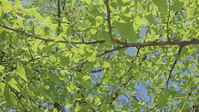 Moving forward under branches with green leaves of Maidenhair tree, Ginkgo biloba on blue sky background on sunny spring day, close-up