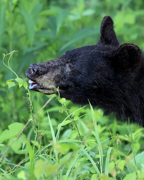 Adorable Black Bear Eating Greens 