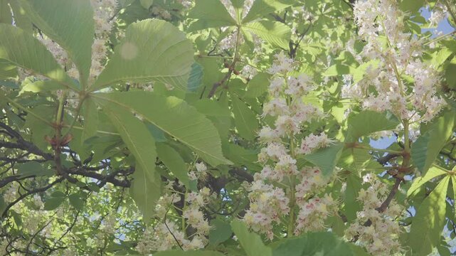 Moving back between leaves and flowers of a blossoming Horse Chestnut tree, Aesculus hippocastanum, on a sunny spring day, Close-up