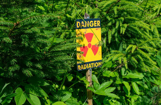 Yellow radiation warning sign with the word Danger hidden in dense green forest bushes. Radioactive contamination and ecological danger concept.