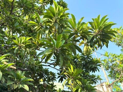 A bunch of brown ripe sapodilla fruit against a bright blue sky background during the day.
