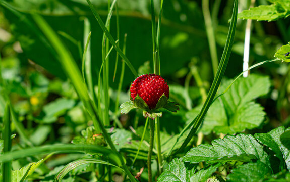 Close up macro shot of a ripe red Indian strawberry (Potentilla indica) growing among green grass and leaves in a sunny garden.