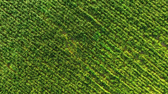 Green wheat crops forming parallel lines across field captured from top drone view. Spring cereal plants growing in organized rows with subtle soil gaps between lines. Farming landscape with crop