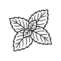 Detailed illustration of mint leaves. © Tuyul