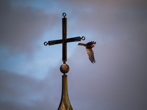 cross in the sky with a wild bird 