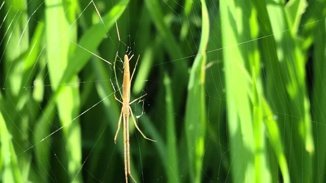 Close-up of a spider on a web amidst lush green rice stalks, natural sunlight and shadows, macro detail