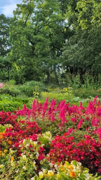 Panoramic View of Terraced Flower Slope with Begonia and Astilbe at Bastion Hill Park in Riga Latvia
