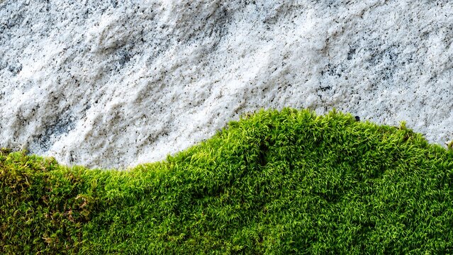 Vibrant green moss growing beside melting snow highlighting seasonal natural contrast