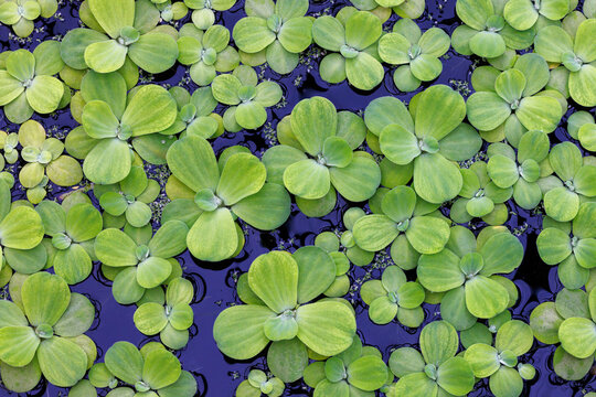 Overhead view of water lettuce, Pistia stratiotes, covering the surface of a pond. This evergreen plant is a free floating perennial native to tropical and subtropical areas.