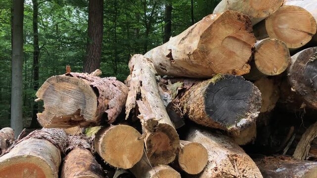 Pile of felled trees or stack of cut logs in a german forest, deforestation logging industry in the woodlands in Germany Europe 