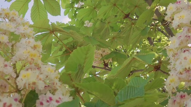 Moving down from the crown of a flowering Horse Chestnut tree, Aesculus hippocastanum moves between green leaves and inflorescences, backlit by the sun, close-up