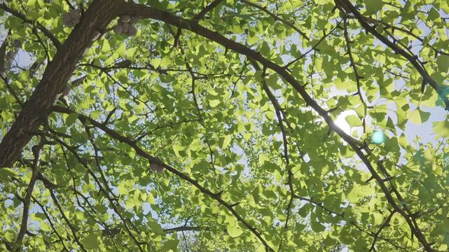 Moving down from the crown through the foliage of the Maidenhair Tree, Ginkgo biloba in the blue sky background on a sunny spring day, backlit, bottom view