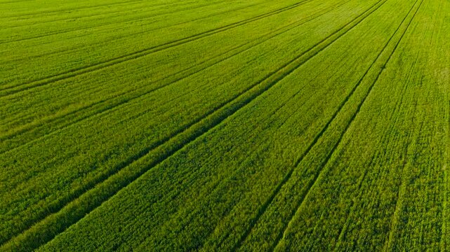 Barley Crop growing across arable farmland during spring cultivation season. Green cereal plants spreading through agricultural fields with strong crop development. Food production landscape