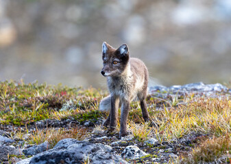 arctic fox tundra © Till