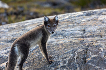 arctic fox greenland summer © Till